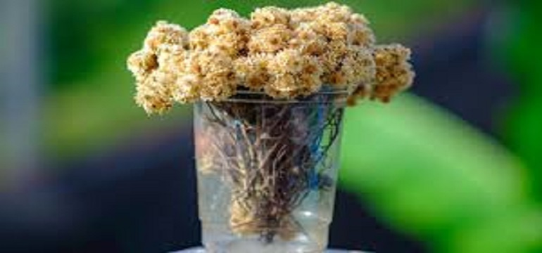 Pengantin yang di jaga allah